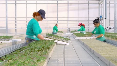 Workers planting tomato sprouts Stock Footage 74062024