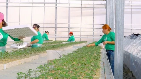 Workers planting tomato sprouts Stock Footage 74062044