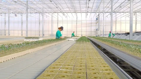 Workers planting tomato sprouts Stock Footage 74062138