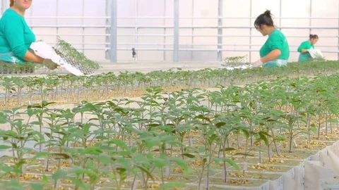 Workers planting tomato sprouts Stock Footage 74062251