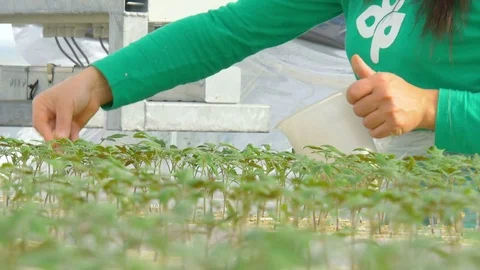 Workers planting tomato sprouts Stock Footage 74063558