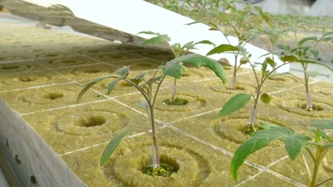 Workers planting tomato sprouts Stock Footage 74063681