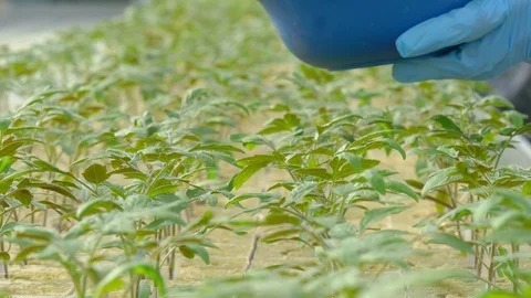 Workers planting tomato sprouts Stock Footage 74063913