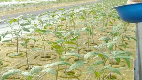 Workers planting tomato sprouts Stock Footage 74064191