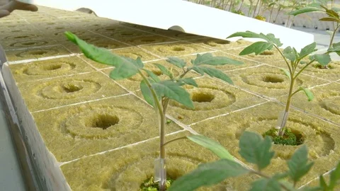 Workers planting tomato sprouts Stock Footage 74064416