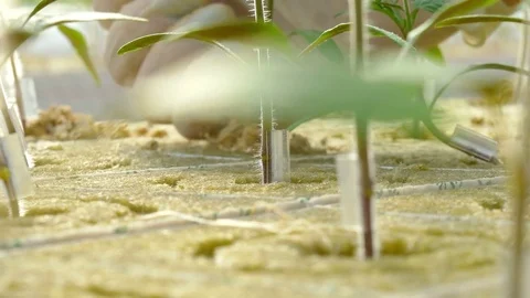 Workers planting tomato sprouts Stock Footage 74064486