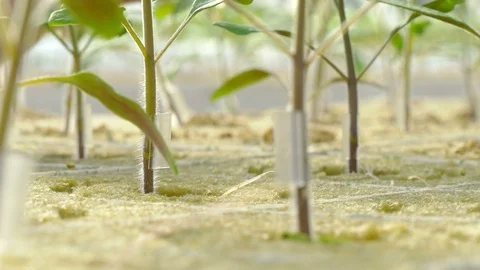Workers planting tomato sprouts Stock Footage 74064548