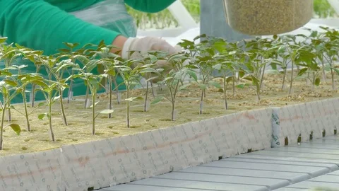 Workers planting tomato sprouts Stock Footage 74064564