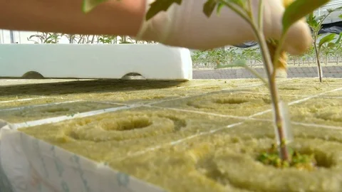 Workers planting tomato sprouts Stock Footage 74064669