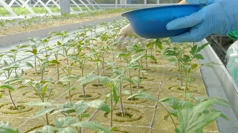 Workers planting tomato sprouts Stock Footage 74064737