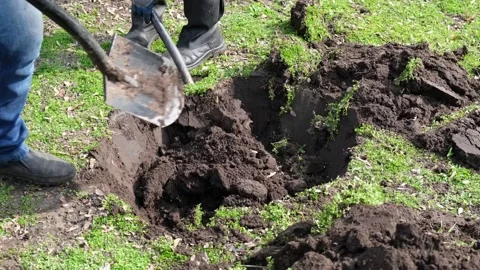 Workers planting tree. Man plants a tree, hands with shovel digs the ground Stock Footage 152581433