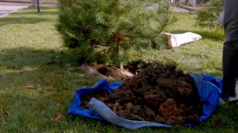 Workers Planting A Tree Timelapse Eco Concept Stock Footage 43805613