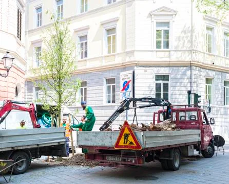Workers planting a young tree in town. Foto stock