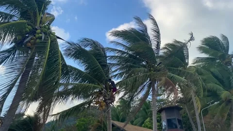 Workers pluck coconuts from a tree so that they do not fall on passers-by. Stock Footage 230083508