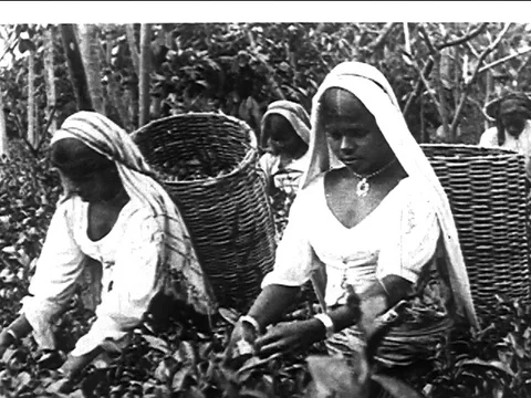 Workers plucking tea in tea garden
- 1920 Stock Footage 109207246