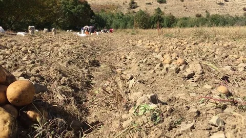 Workers at a potato field Stock Footage 70973944