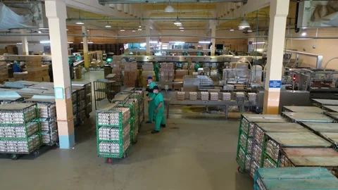 Workers at the poultry farm sort eggs Stock Footage 140879201