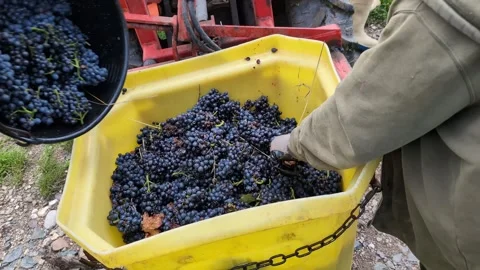 Workers pouring grapes from a bucket into a large yellow can Video stock 289638554