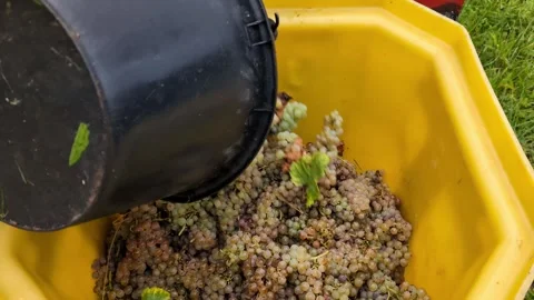 Workers pouring grapes from the buckets into a large yellow can. Stock Footage 290454599