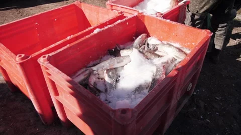 Workers pouring ice over live fish in red crates. Stock Footage 322508515