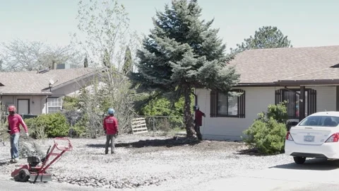 Workers Prepare Blue Spruce Pine Tree for Cut-Down Stock Footage 248627604