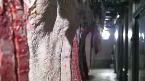 Workers prepare raw beef meat Stock Footage 77668271