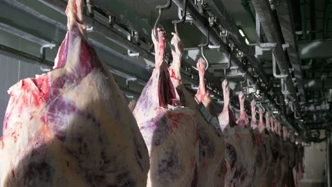 Workers prepare raw beef meat Stock Footage 77668594