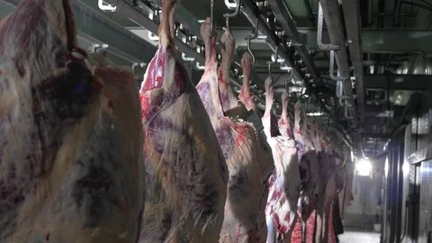 Workers prepare raw beef meat Stock Footage 77668838