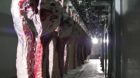 Workers prepare raw beef meat Stock Footage 77669209