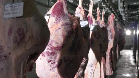 Workers prepare raw beef meat Stock Footage 77669646