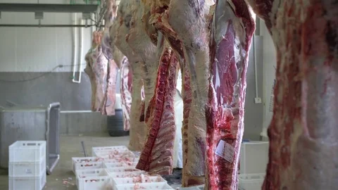 Workers prepare raw beef meat Stock Footage 77669918