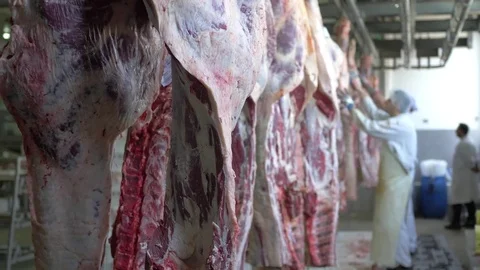 Workers prepare raw beef meat Stock Footage 77670237
