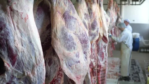 Workers prepare raw beef meat Stock Footage 77670709