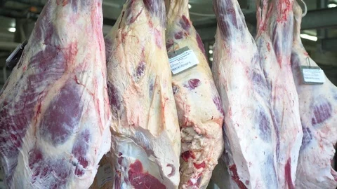 Workers prepare raw beef meat Stock Footage 77671061