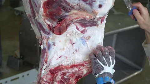 Workers prepare raw beef meat Stock Footage 77671500