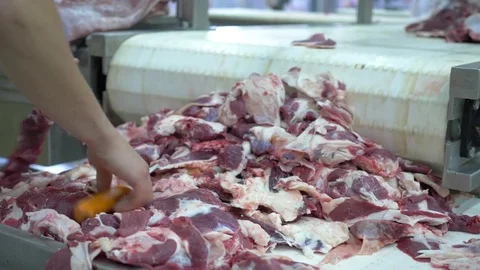 Workers prepare raw beef meat Stock Footage 77671970