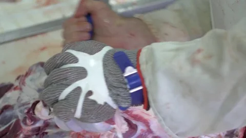 Workers prepare raw beef meat Stock Footage 77679102