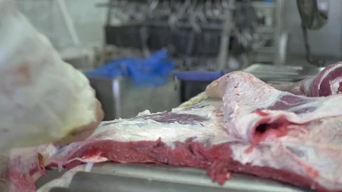 Workers prepare raw beef meat Stock Footage 77701738