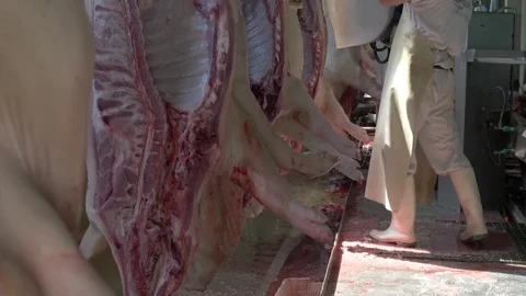 Workers prepare raw pork meat Stock Footage 77711628