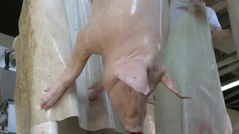 Workers prepare raw pork meat Stock Footage 77712898