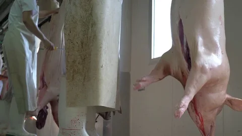 Workers prepare raw pork meat Stock Footage 77713076