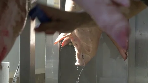 Workers prepare raw pork meat Stock Footage 77713165