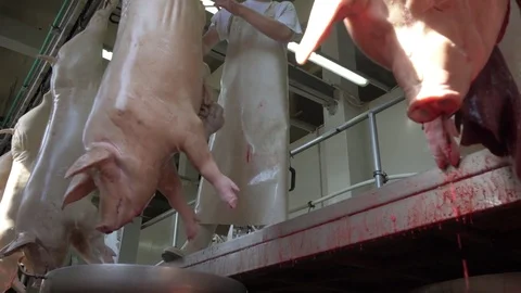 Workers prepare raw pork meat Stock Footage 77716886