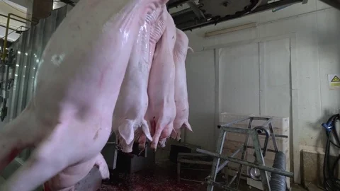 Workers prepare raw pork meat Stock Footage 77717357