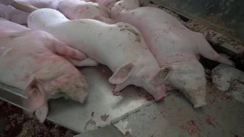 Workers prepare raw pork meat Stock Footage 77718230