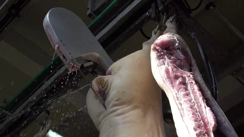 Workers prepare raw pork meat for delivery to stores Stock Footage 77721622