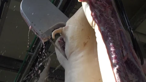 Workers prepare raw pork meat for delivery to stores Video stock 77723674