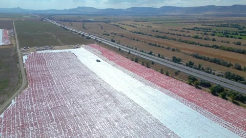 Workers Prepare Tomatoes for Sun Drying at a Large Processing Site Видео 345979328