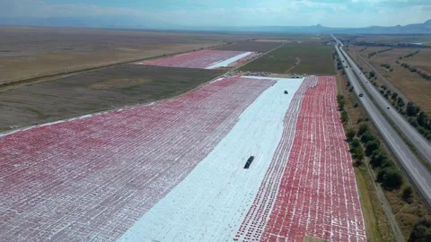 Workers Prepare Tomatoes for Sun Drying at a Large Processing Site Видео 345979551