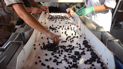 Workers preparing grape for wine production Stock Footage 66331016
